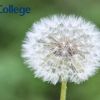 Research showcase: Allergy at Imperial