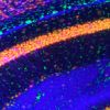 Young Researchers' Neuronal Epigenetics and Transcription (Y-NET) symposium