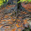 Engaging with Our Ancestors for Intergenerational Healing