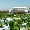 Barriers to adoption of autonomous robots in the soft fruit sector