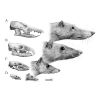 Naturalistic and Scientific Illustration 1: Traditional Techniques