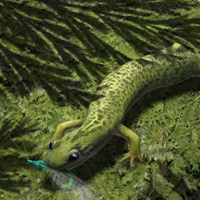 Online Course: Naturalistic and Scientific Illustration 2: Digital techniques