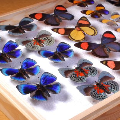 Care and Management of Natural History Collections