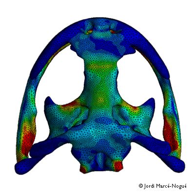 Finite Element Analysis Applied to Life Sciences